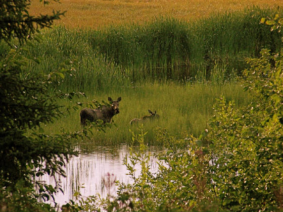 2moose.jpg