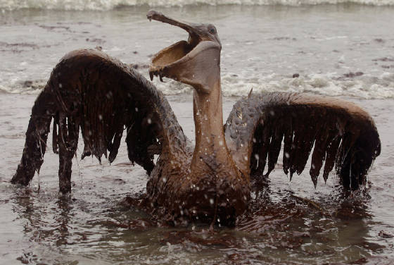 brownpelican.jpg