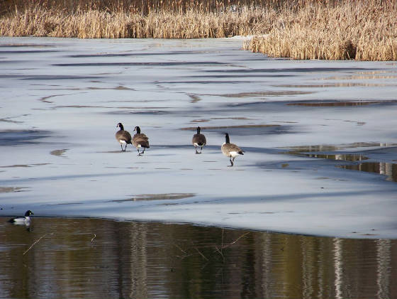 geese_on_ice.jpg