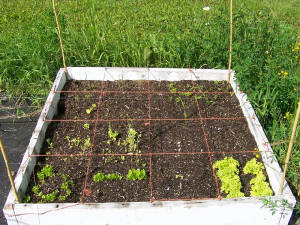 sqft_garden.jpg